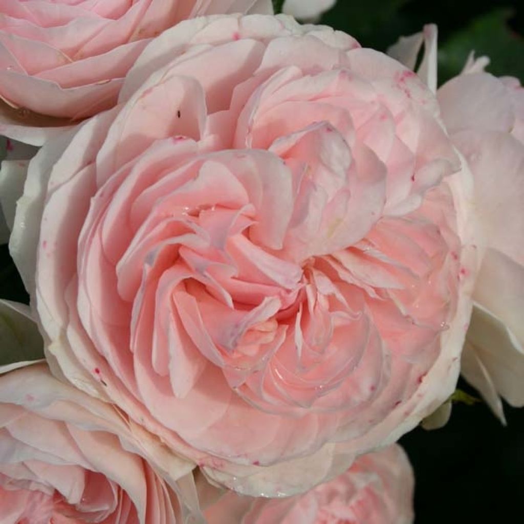 Rosa Larissa - Bodembedekkende roos