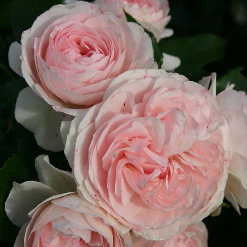 Rosa Larissa - Bodembedekkende roos