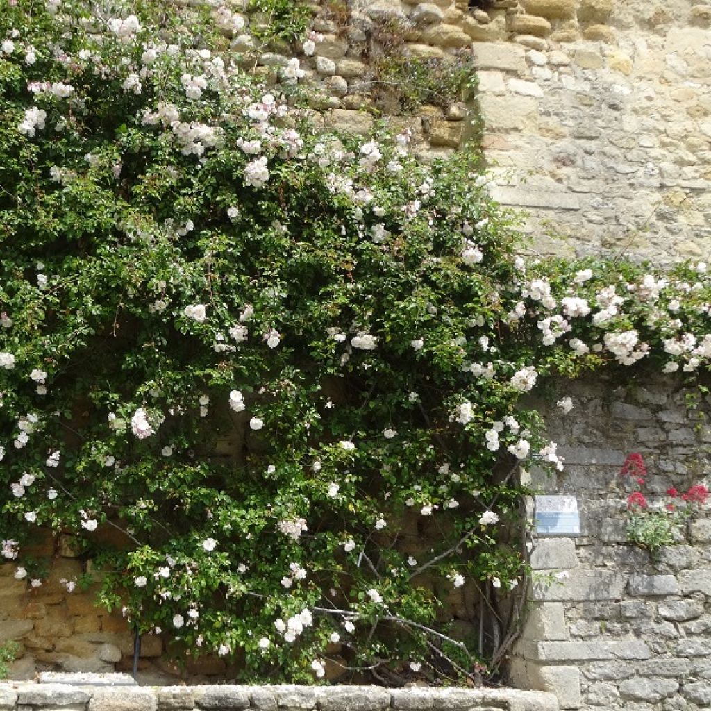 Rosa Adelaide d'Orleans - Ramblerroos