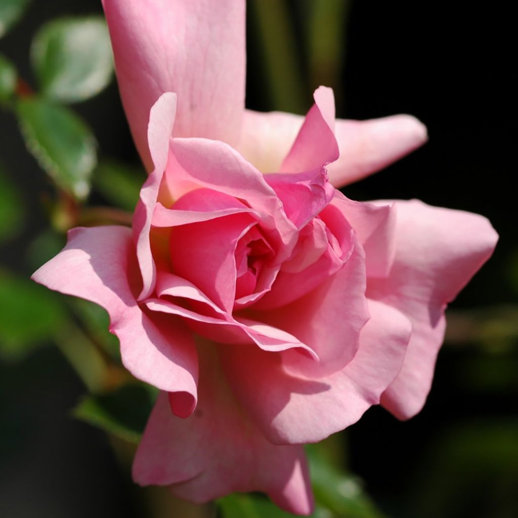 Rosa François Juranville - Ramblerroos