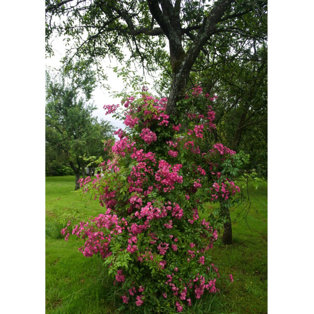 Rosa Maria Lisa - Ramblerroos