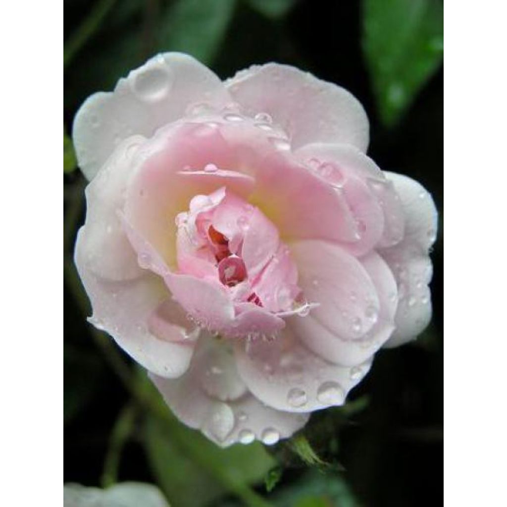 Rosa Paul's Himalayan Musk - Ramblerroos