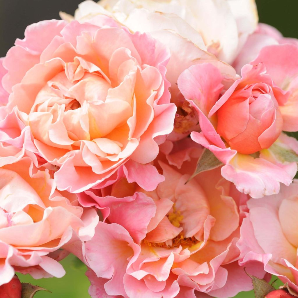 Rosa Marie Curie - Trosroos