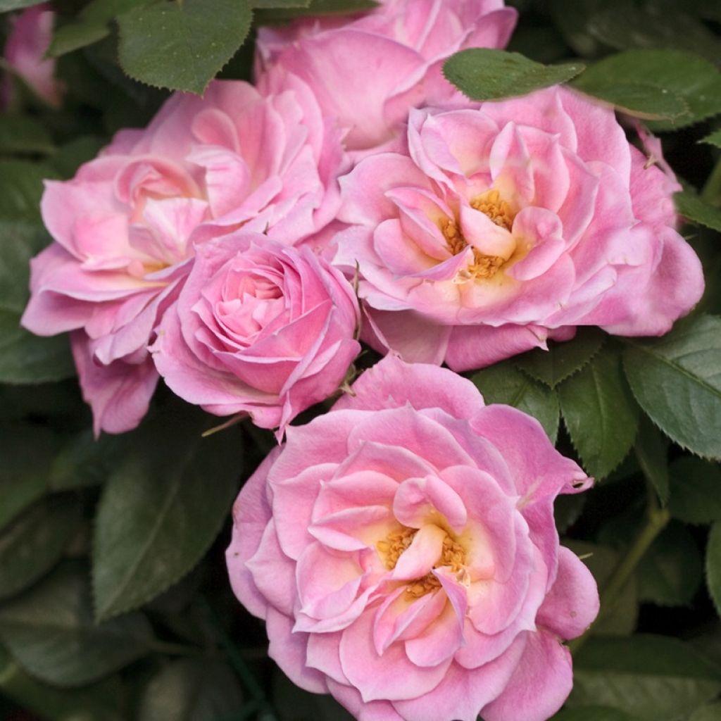 Rosa Belle Symphonie - Miniatuurroos