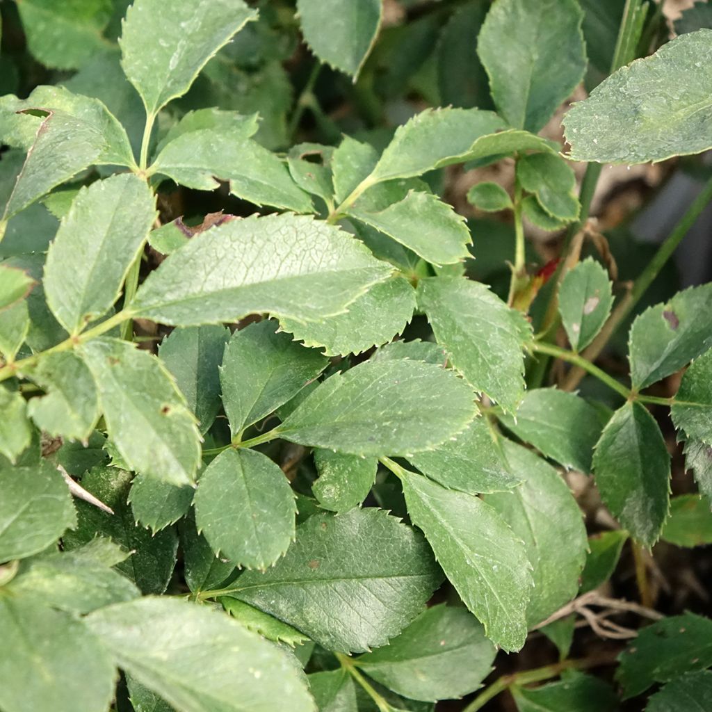 Rosa Tilt Symphonie - Miniatuurroos