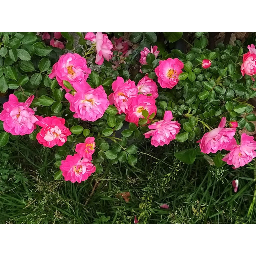 Rosa Charmant - Patioroos