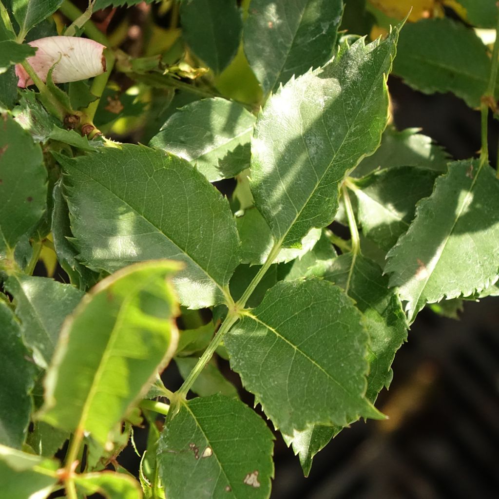 Rosa Fancy Babylon Eyes - Struikroos