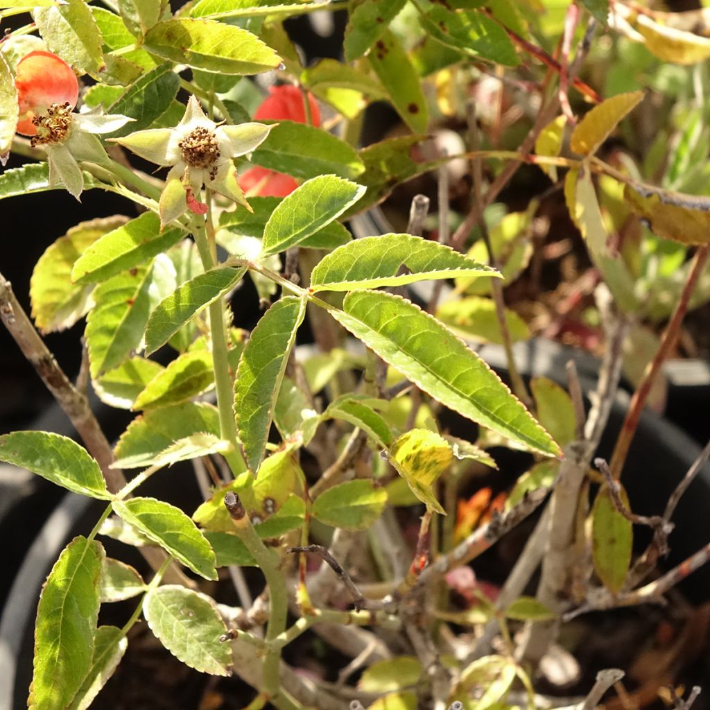 Rosa Koster Orange - Miniatuurroos