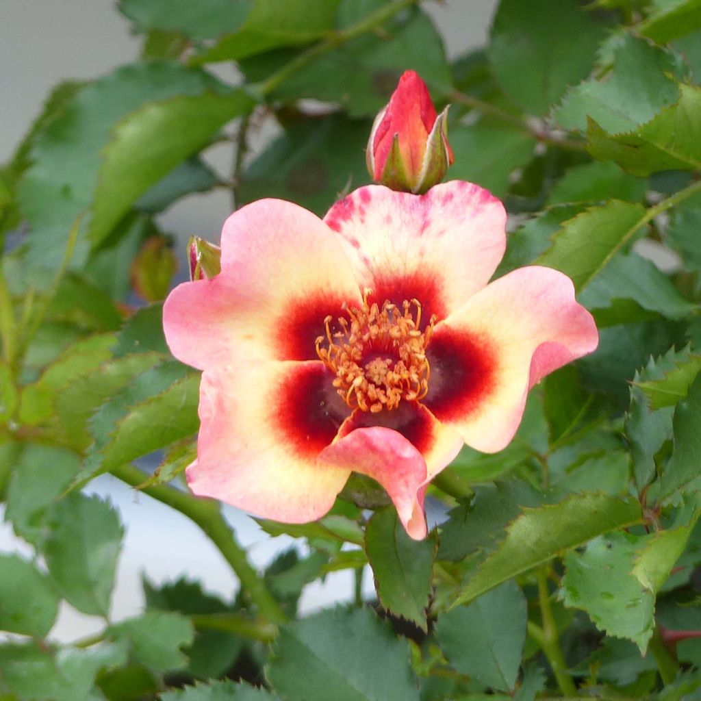 Rosa Pastel Babylon Eyes - Struikroos