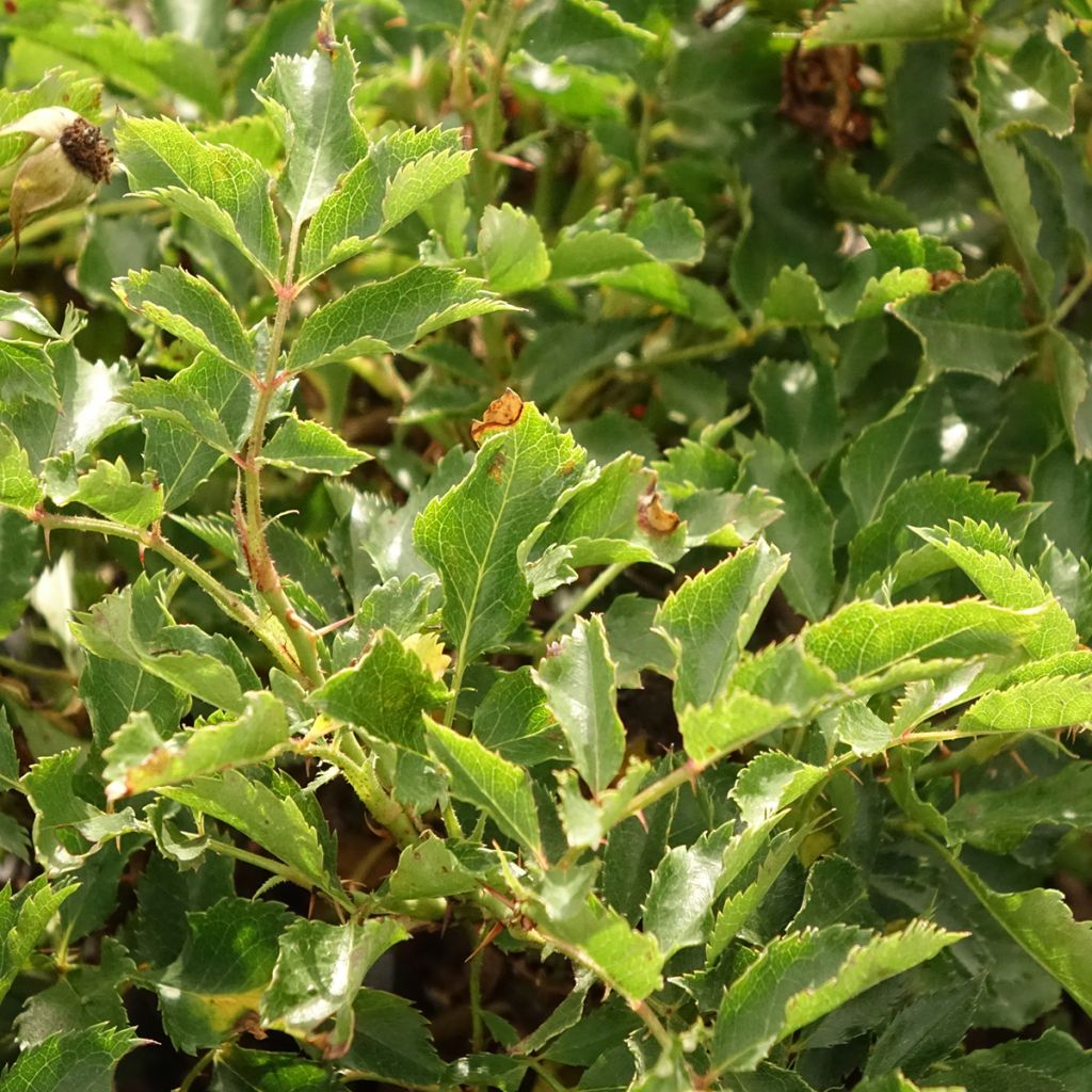 Rosa Trendy Babylon Eyes - Struikroos