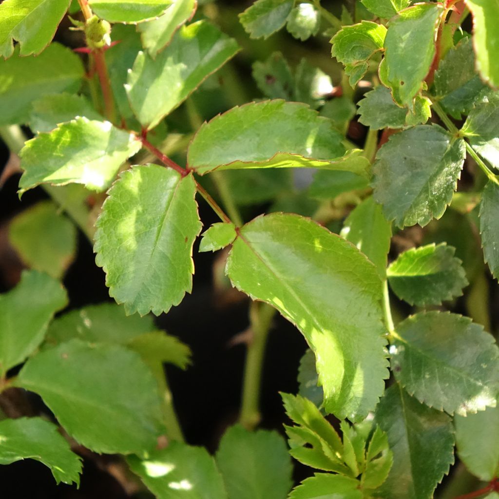 Rosa Lupo - Miniatuurroos