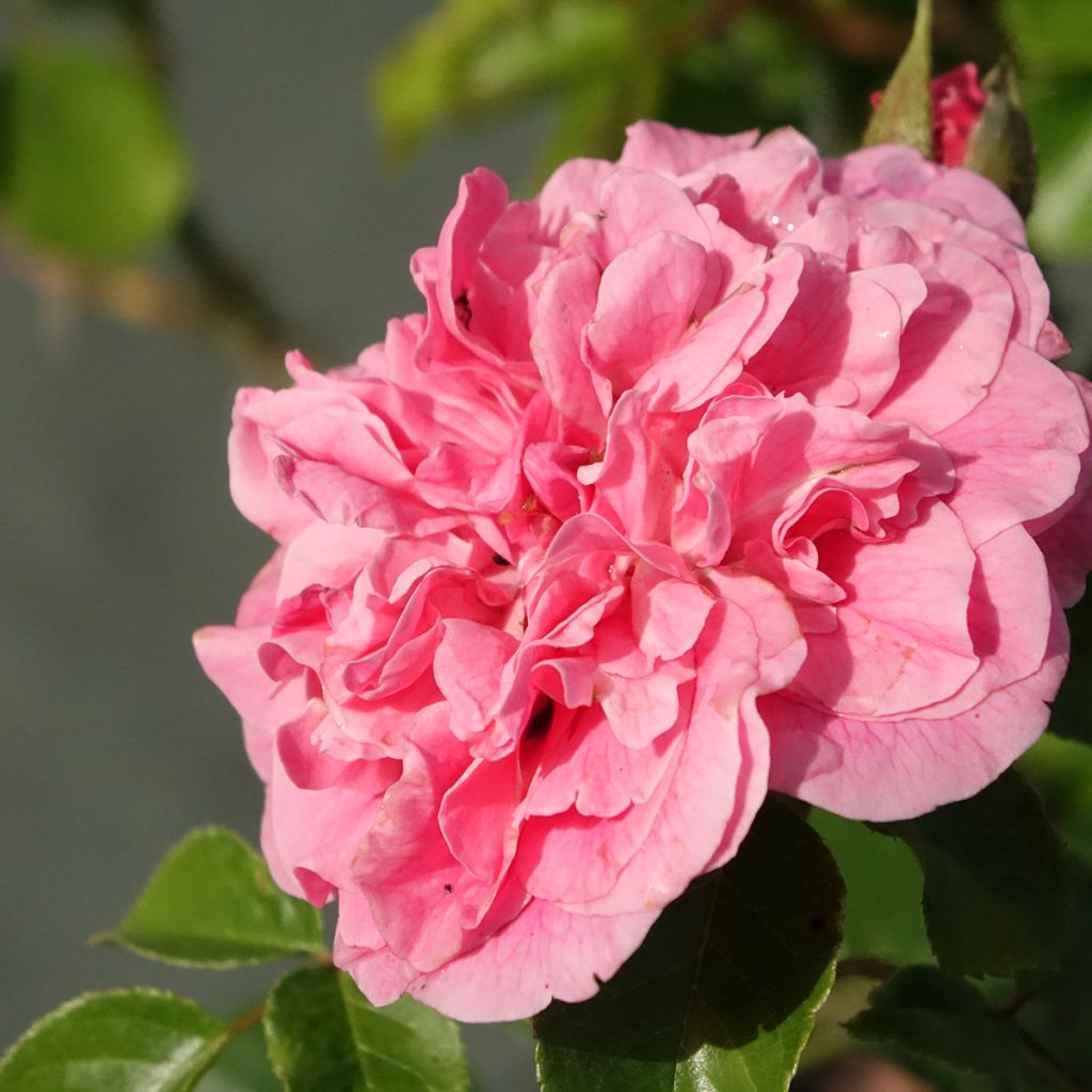 Rosa Pink Swany - Bodembedekkende roos