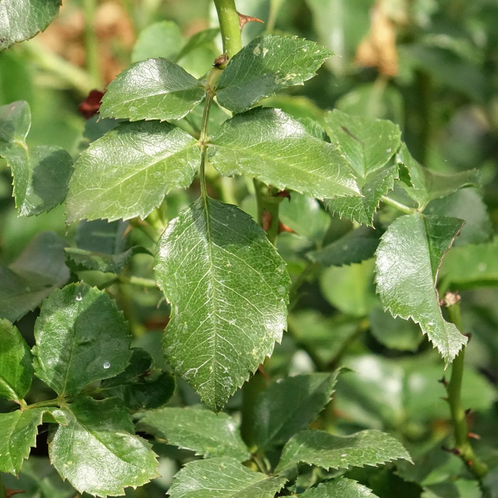 Rosa Pink Swany - Bodembedekkende roos