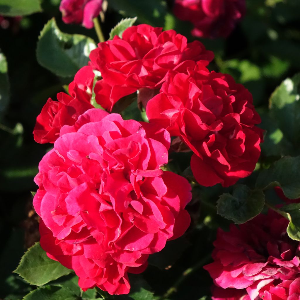 Rosa HELLO - Patioroos