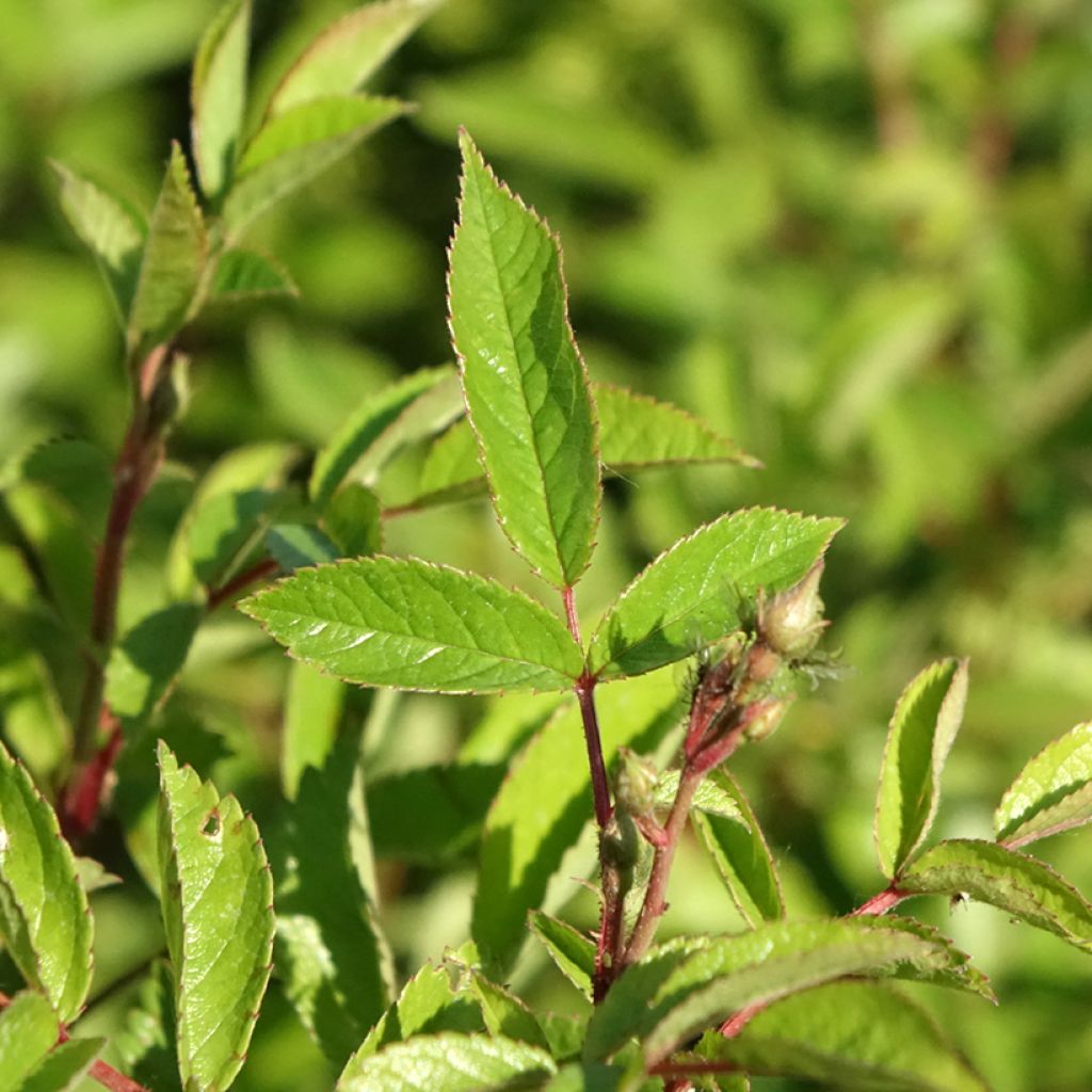 Rosa Rosanatura Bicolore - Trosroos