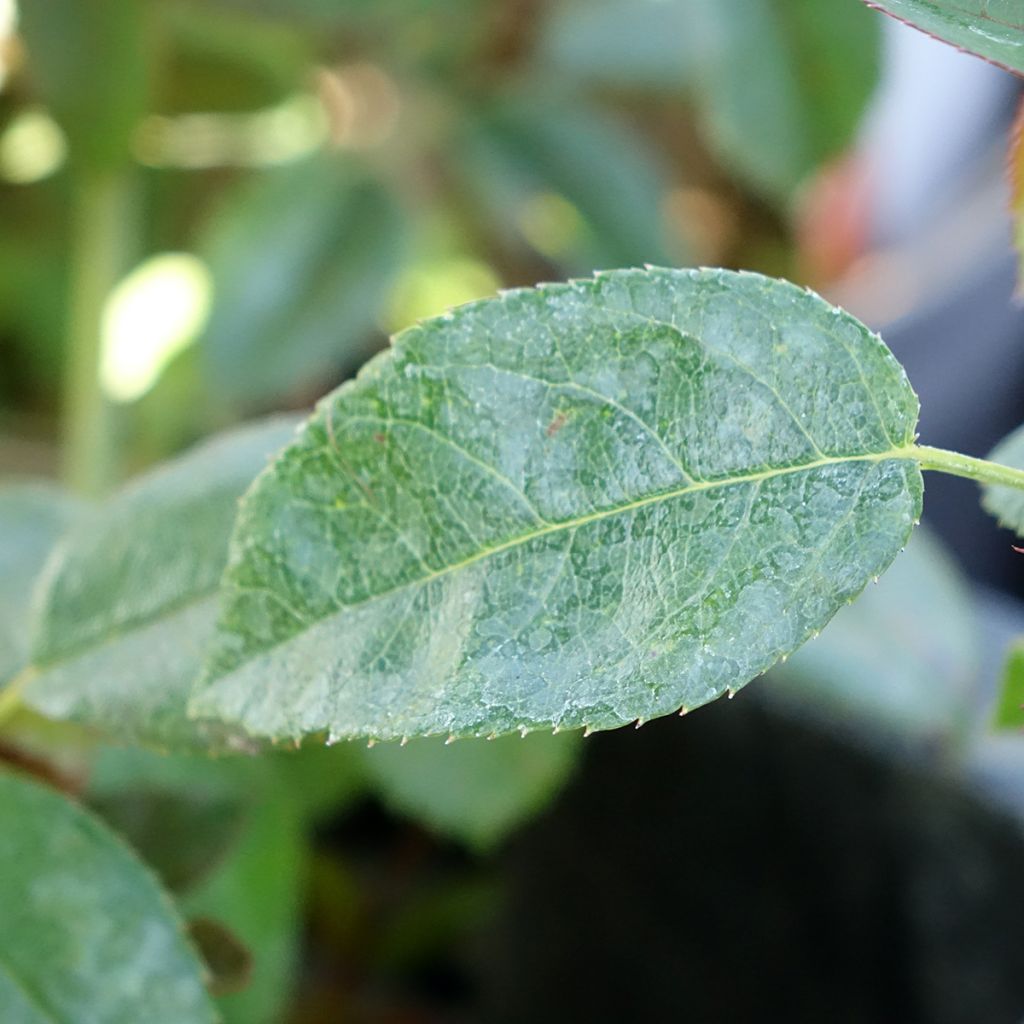 Rosa Moulin Rouge - Trosroos