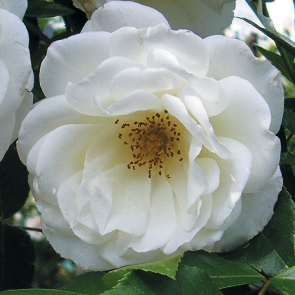 Rosa Princess of Wales - Trosroos