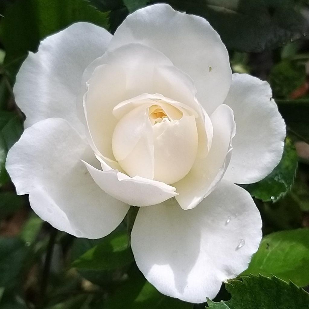 Rosa Princess of Wales - Trosroos