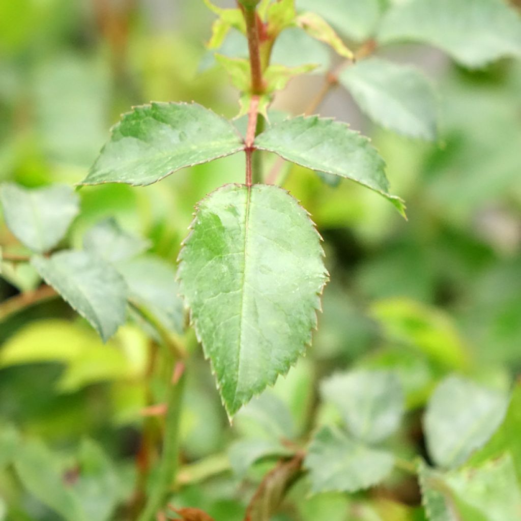 Rosa Innocencia - Trosroos