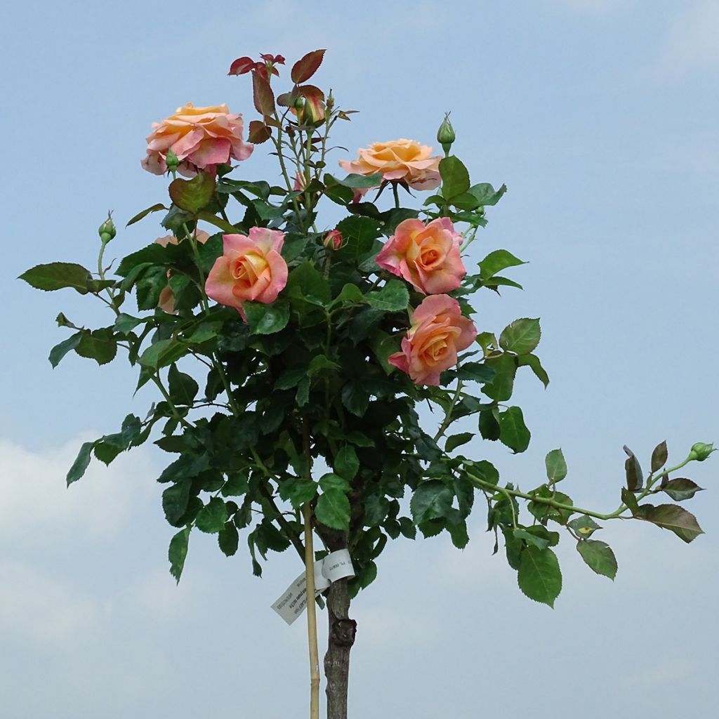 Rosa Britannia - Stamroos