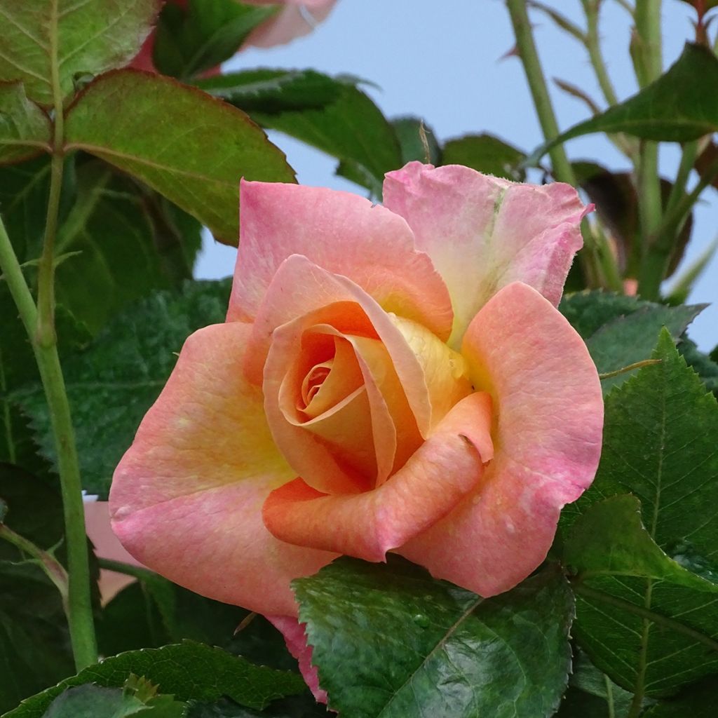 Rosa Britannia - Stamroos