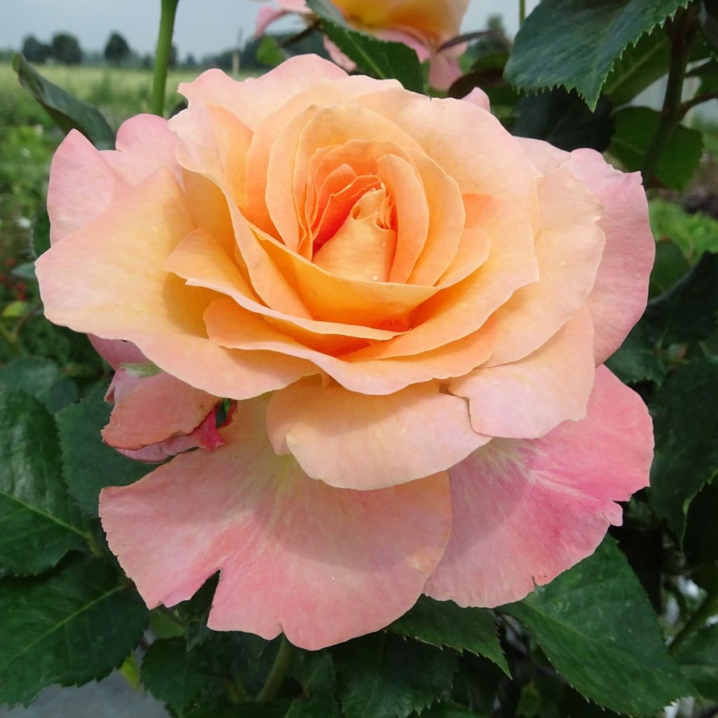 Rosa Britannia - Stamroos