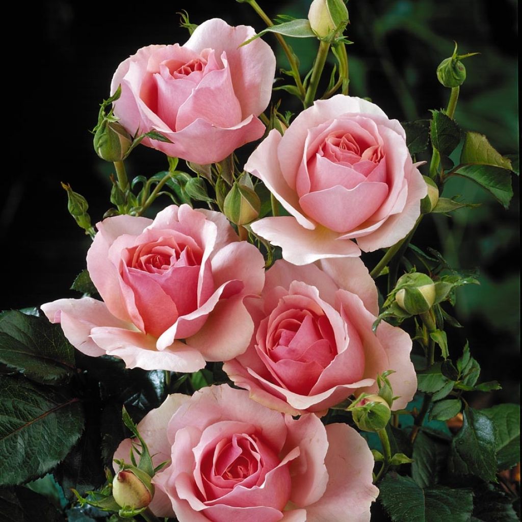 Rosa Côté jardin - Stamroos