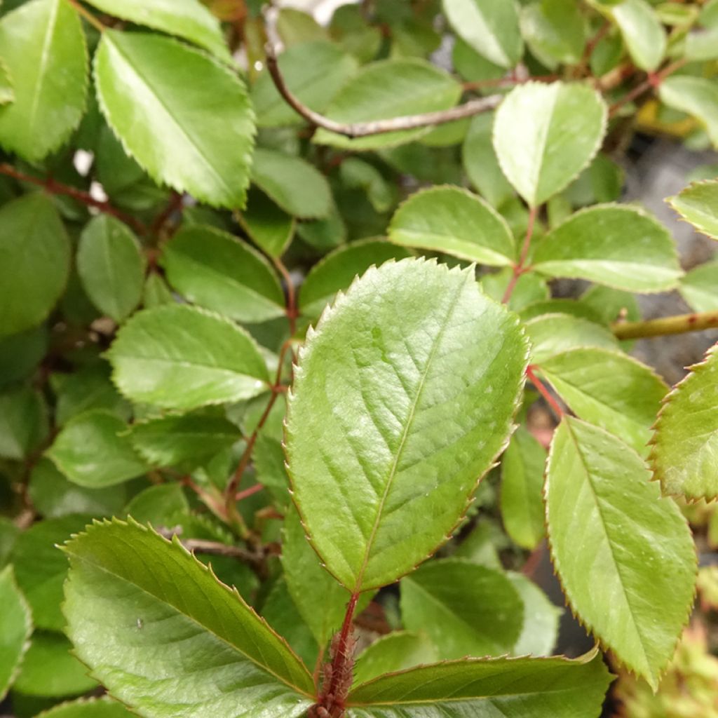 Rosa Côté jardin - Stamroos
