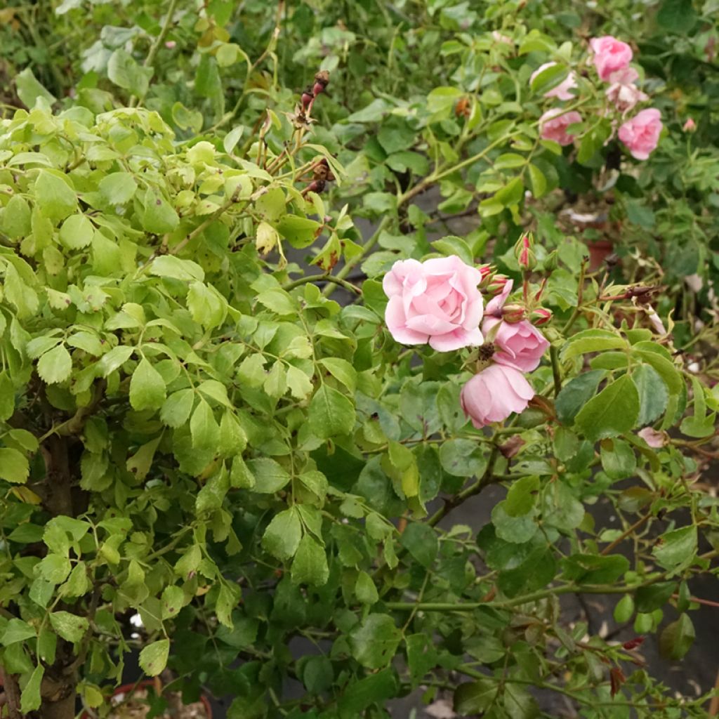 Rosa Flower Carpet Appleblossom - Stamroos