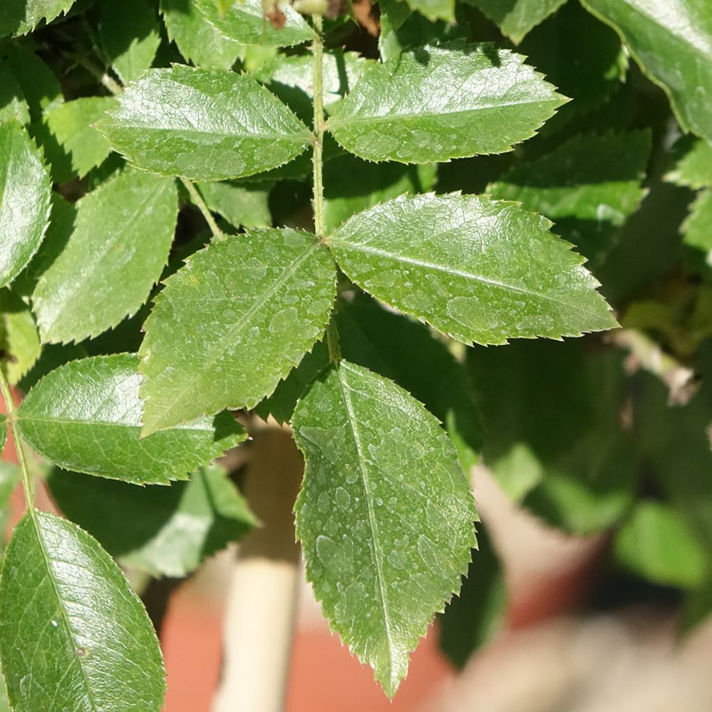 Rosa White Flower Carpet - Stamroos