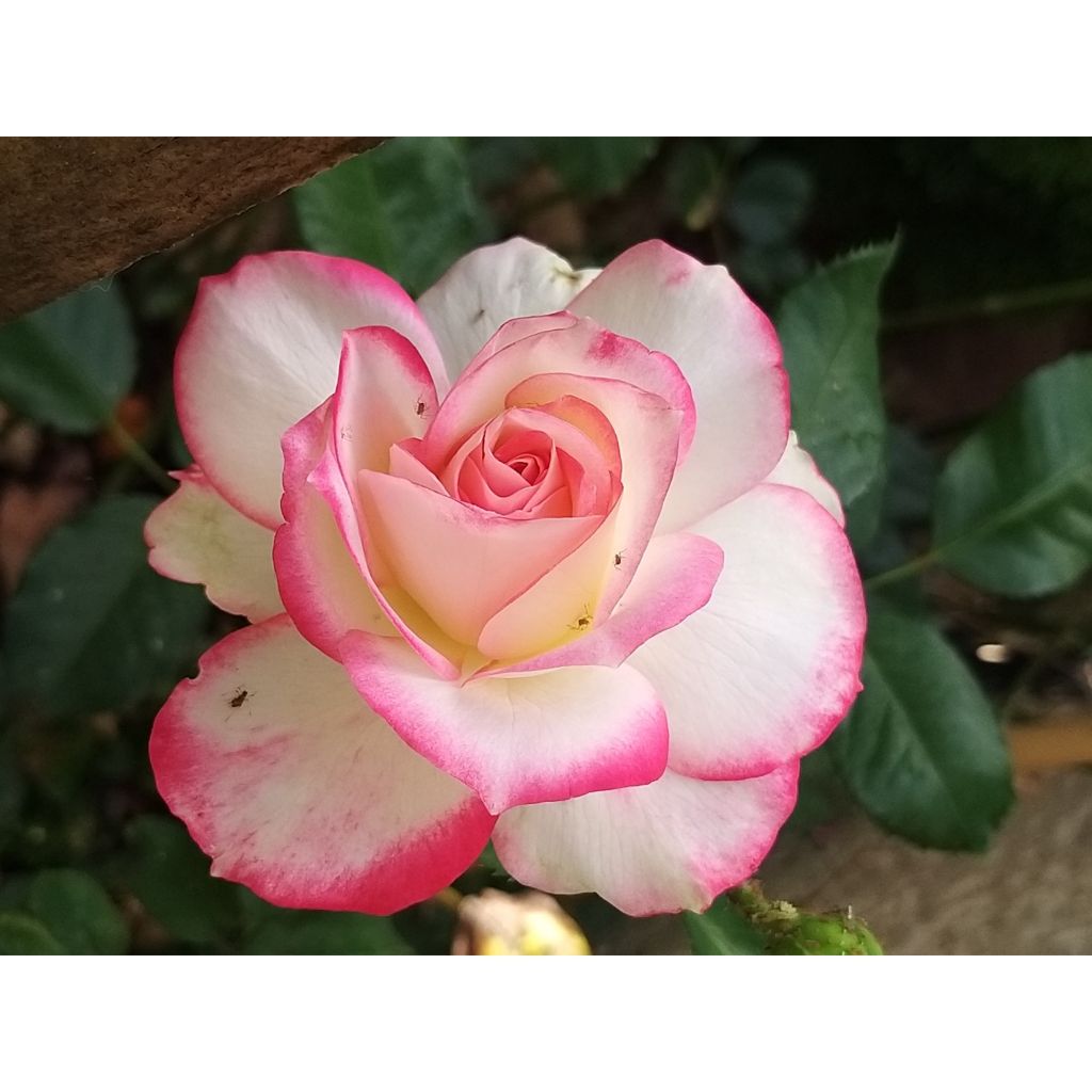 Rosa Jubilé du Prince de Monaco - Stamroos