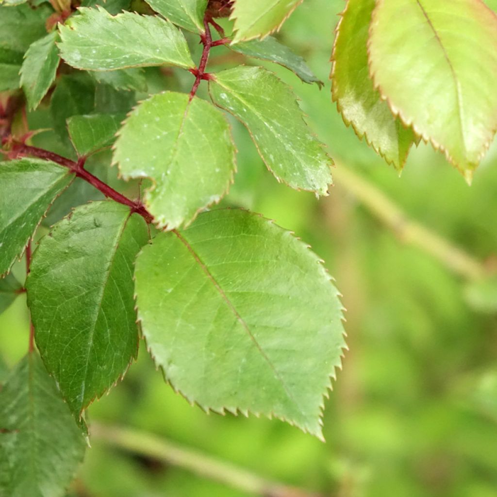 Rosa Jubilé du Prince de Monaco - Stamroos