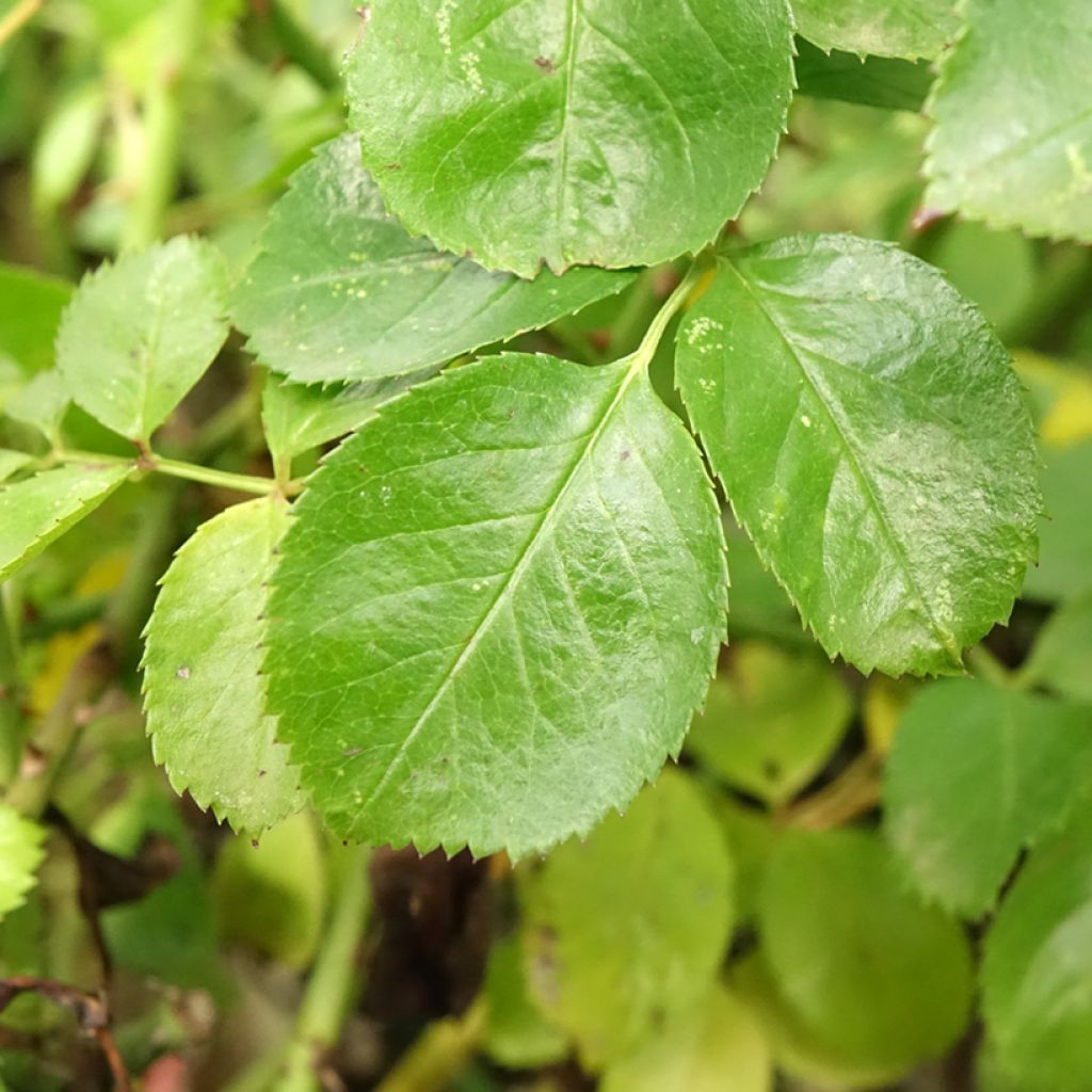 Rosa Flower Carpet Scarlet - Stamroos