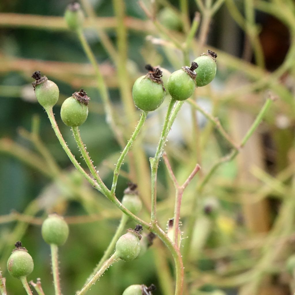 Rosa Lavender Dream - Stamroos