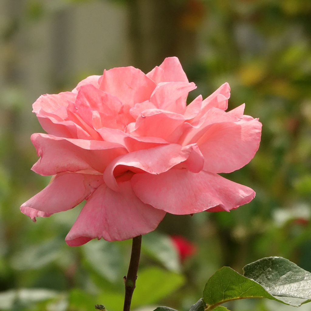 Rosa Queen Elizabeth - Stamroos