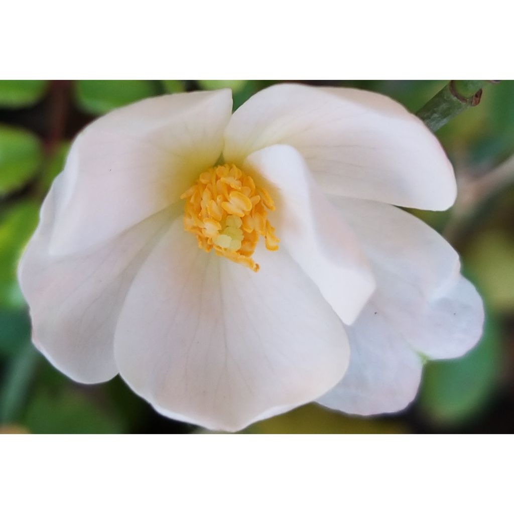 Rosa Medeo - Trosroos