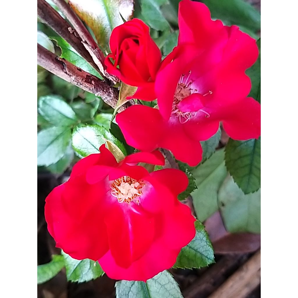 Rosa Sommerabend - Trosroos