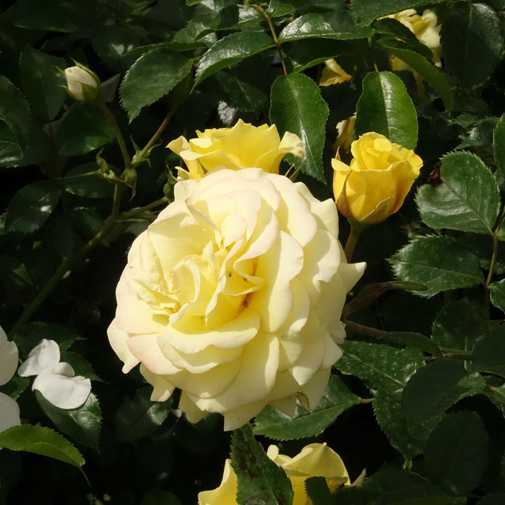 Rosa Sunmaid - Trosroos