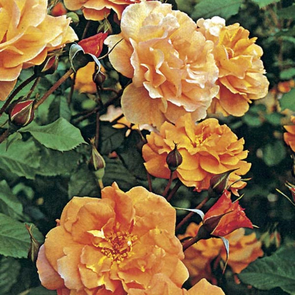 Rosa Westerland - Polyantharoos