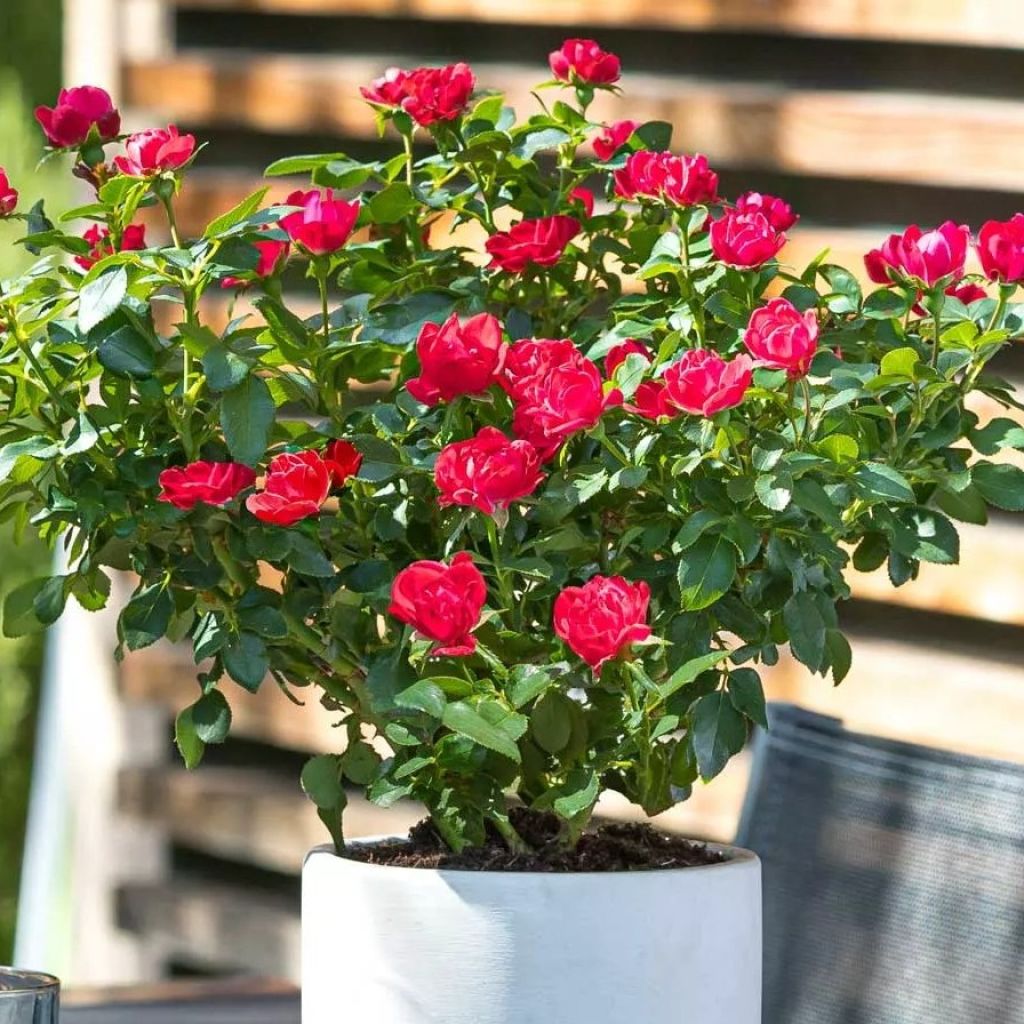 Rosa Zepeti - Patioroos