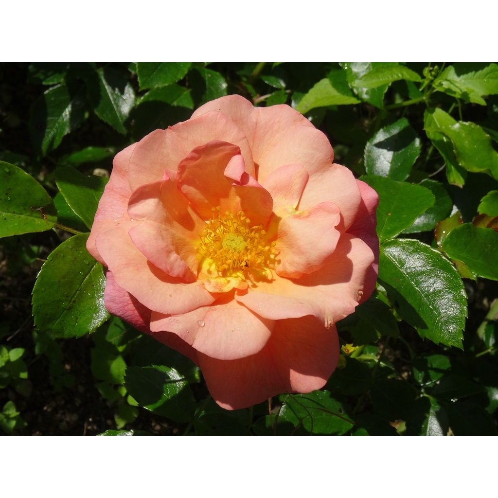 Rosa Aprikola - Bodembedekkende roos