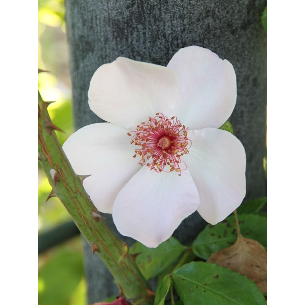 Rosa Astronomia - Trosroos