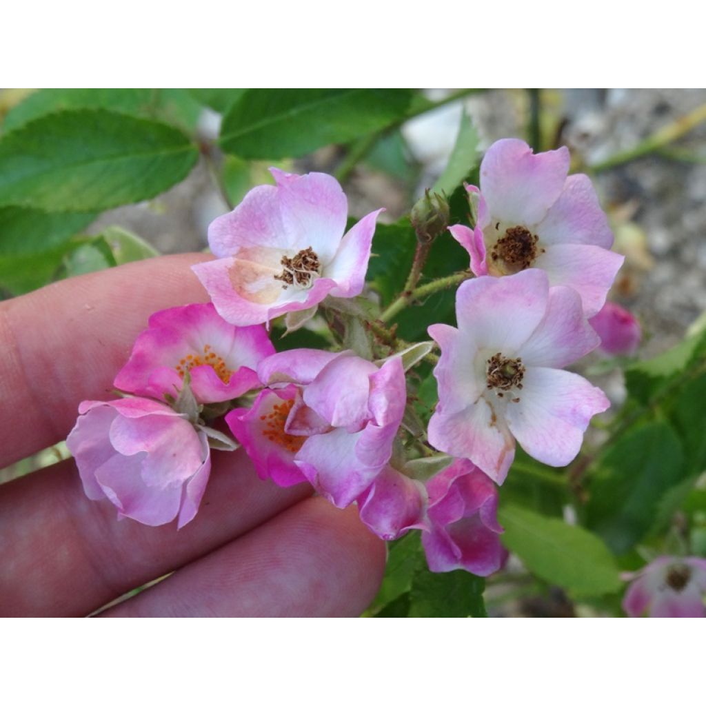 Rosa Ballerina - Muskusroos