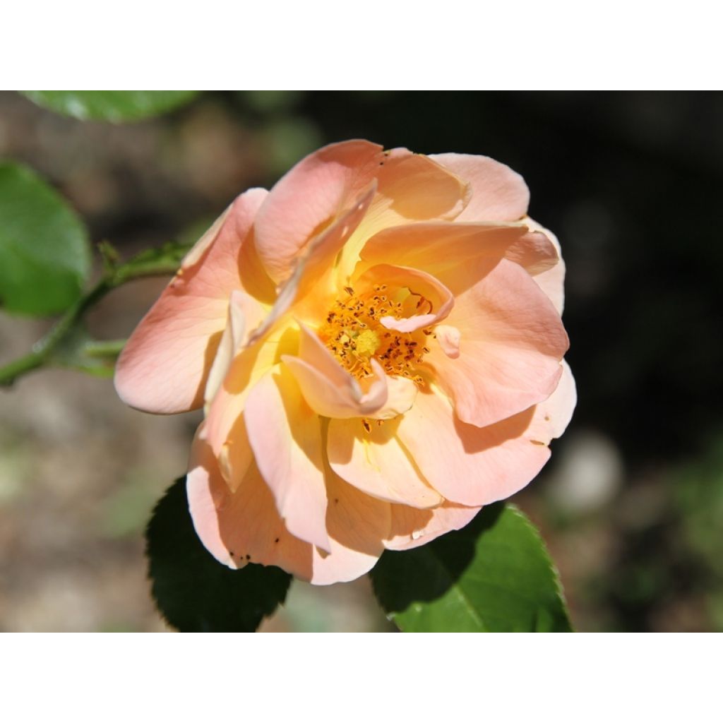 Rosa Flower Carpet Amber - Polyantharoos
