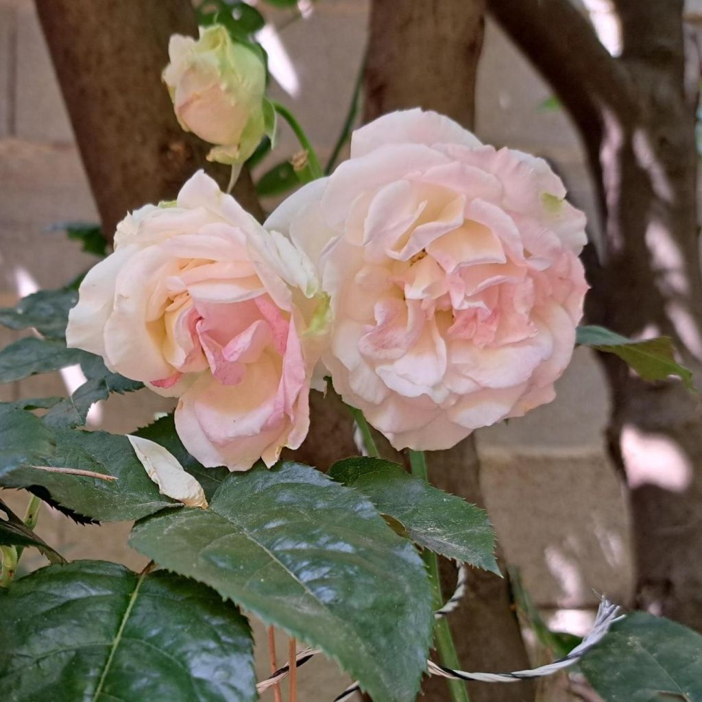 Rosa Courage - Grootbloemige roos
