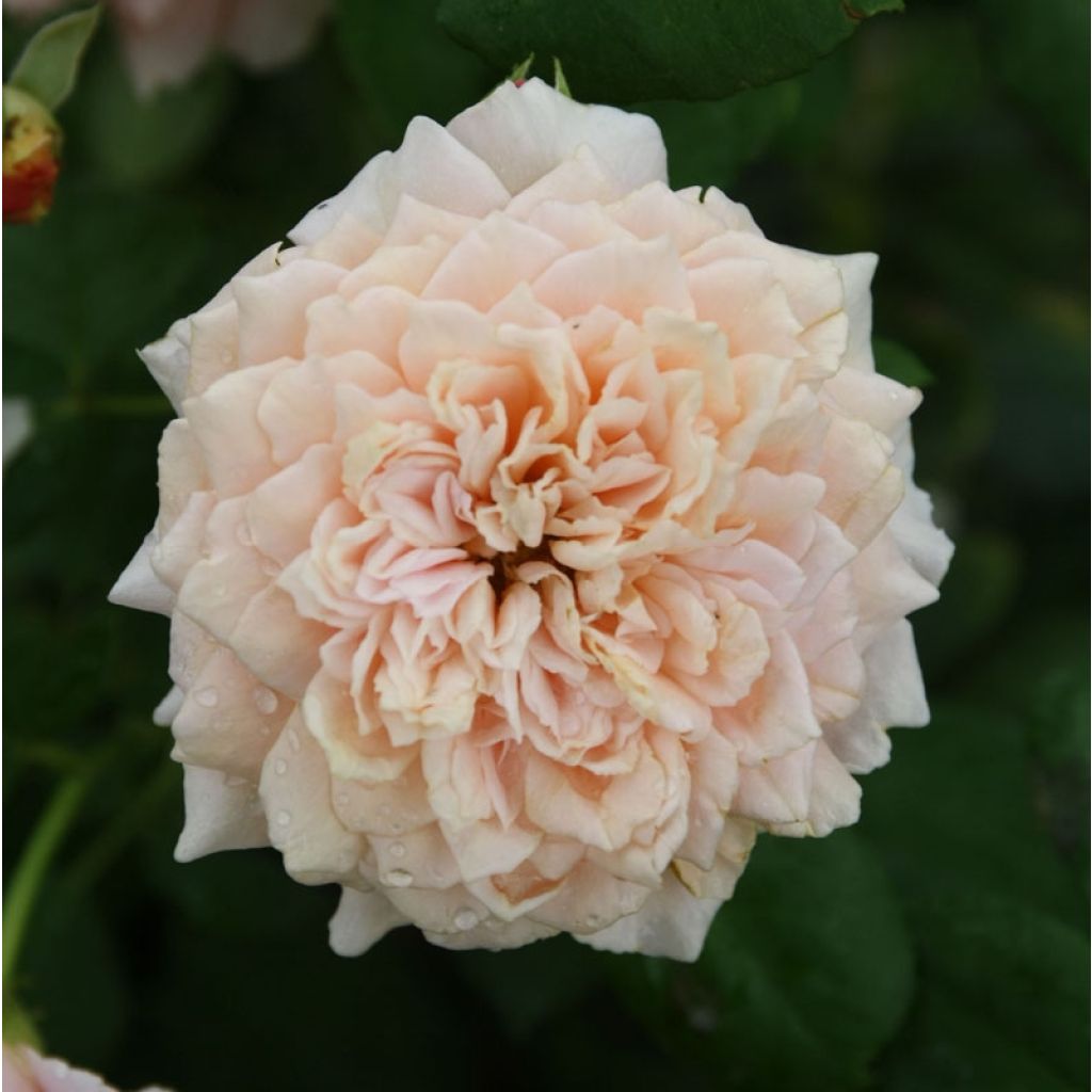 Rosa Generosa® Festival des Jardins de Chaumont - Struikroos