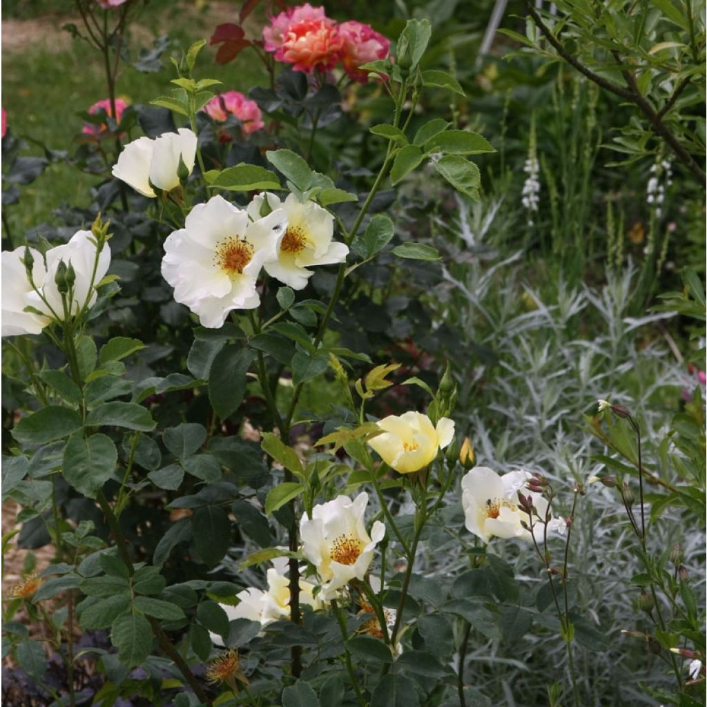 Rosa Golden Wings - Polyantharoos