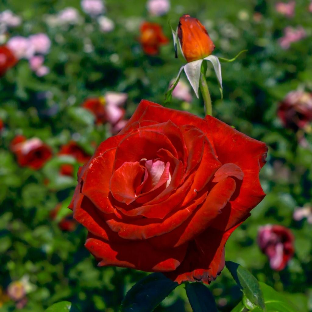 Rosa Bicolette - Grootbloemige roos