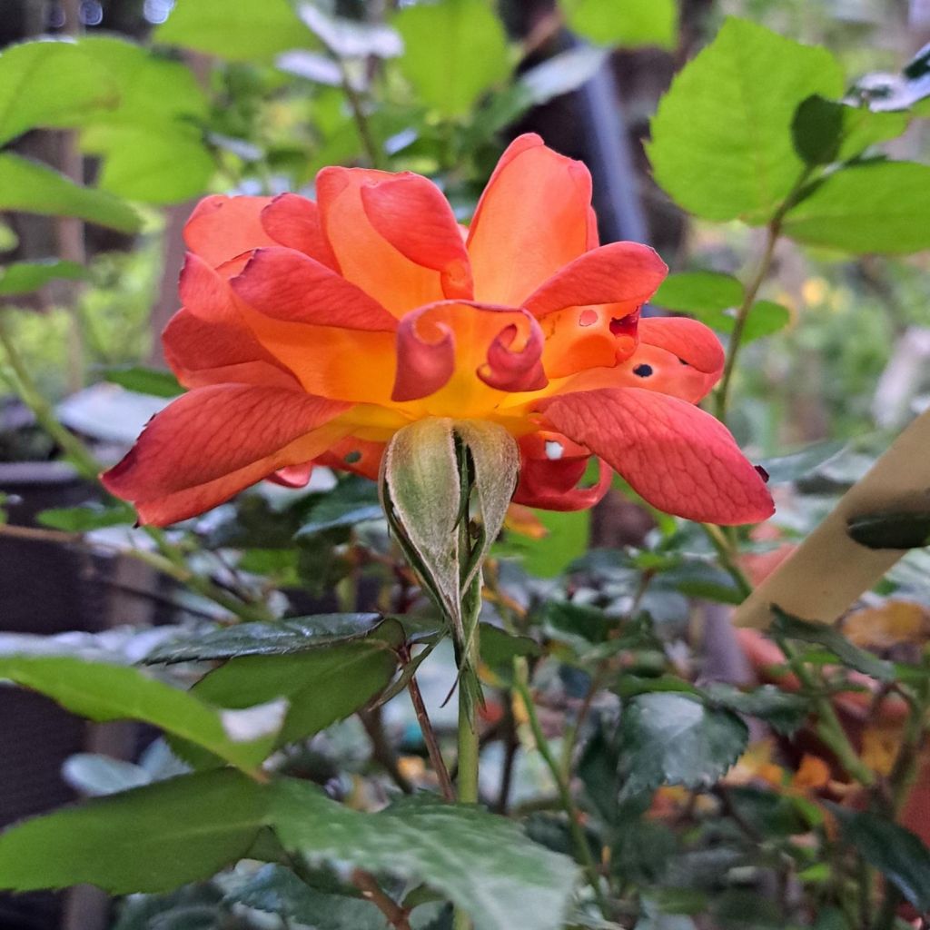 Rosa Havanna - Trosroos