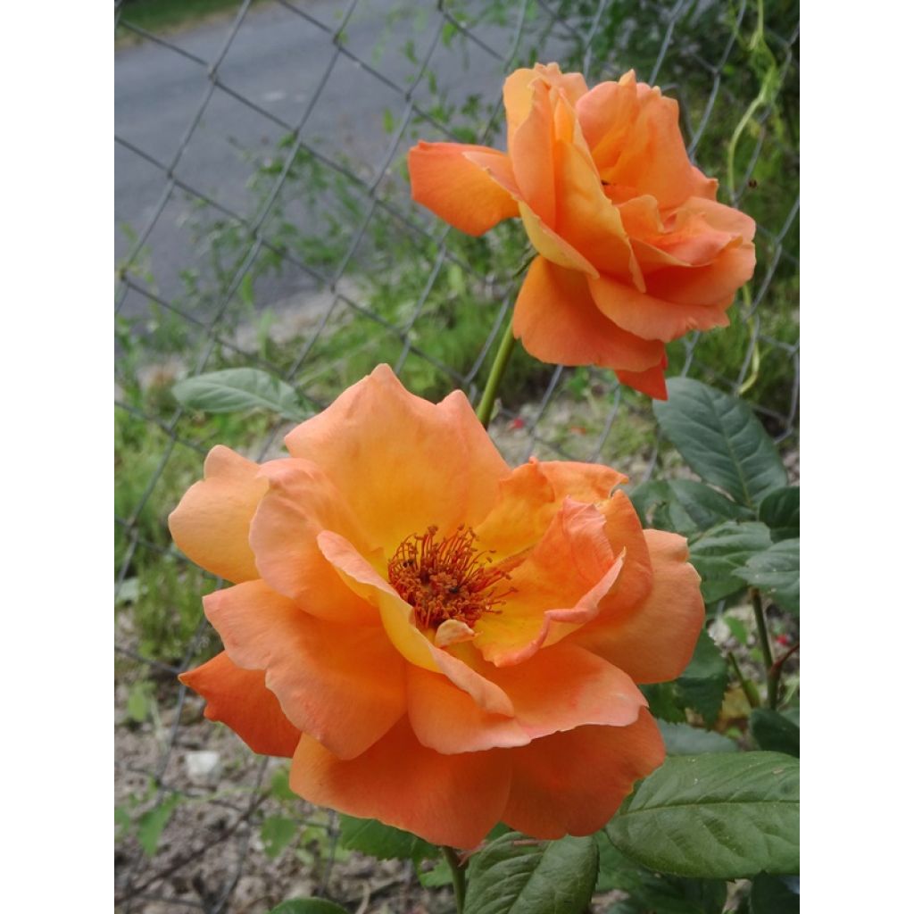 Rosa Louis de Funès - Grootbloemige roos